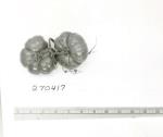 Click for 1 image(s) for this accession. FRUIT
